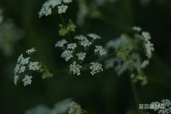 高清摄影 幽静的白色小花