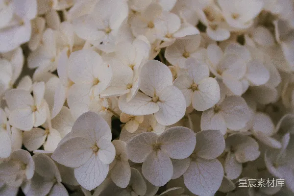 高清摄影 洁白的绣球花特写