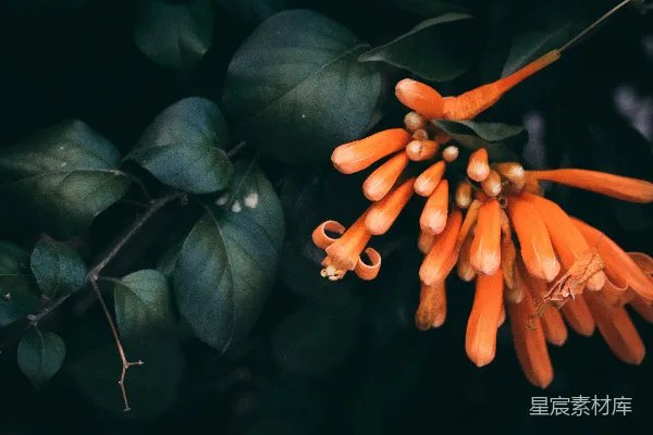 高清摄影 橙色花序与深色背景的自然之美