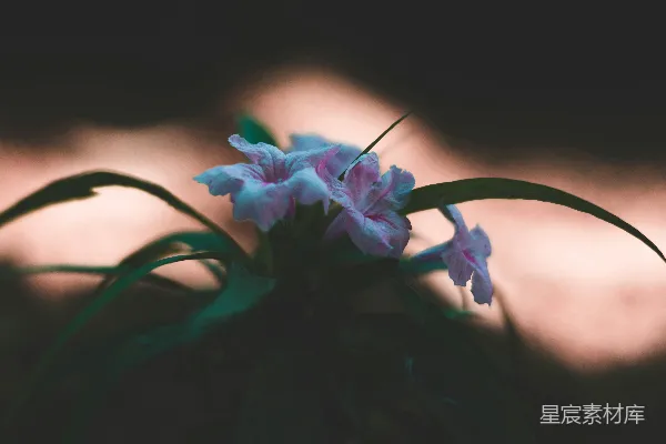 高清摄影 晨光中的紫花