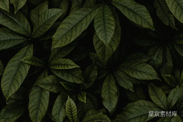 高清摄影 深绿色的植物叶