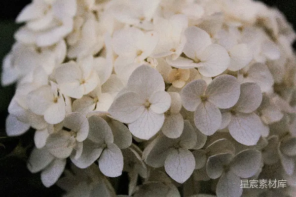 高清摄影 淡雅的白花簇