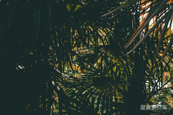 高清摄影 阳光穿透棕榈叶