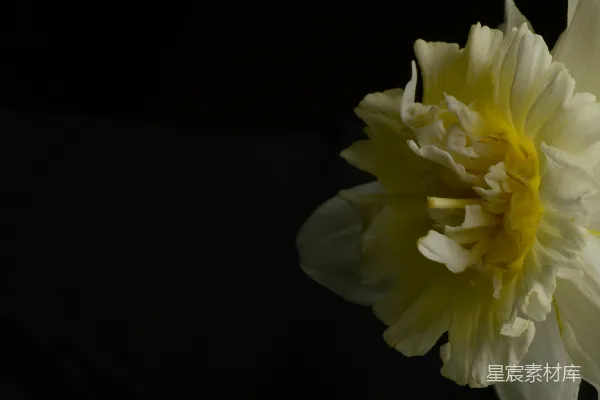 高清摄影 洁白的花朵与黑色背景