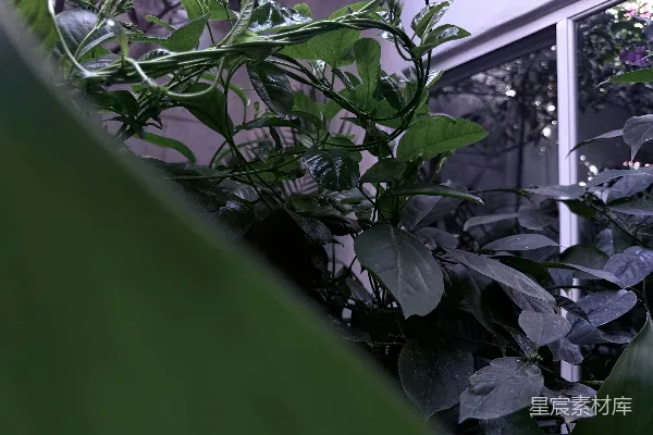 高清摄影 雨后植物的清新景象