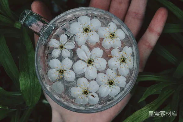 高清摄影 手捧花香