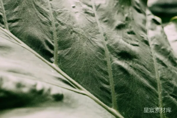 高清摄影 绿色植物特写