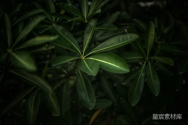 高清摄影 深绿色叶片的自然背景