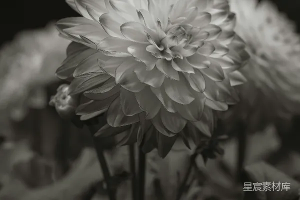 高清摄影 黑白花朵之美