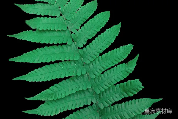 高清摄影 深绿色蕨类植物叶片
