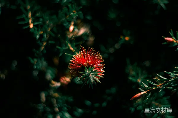 高清摄影 夜色中的红花