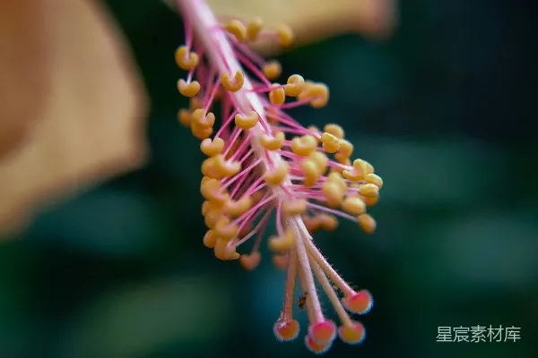 高清摄影 粉嫩花朵的特写