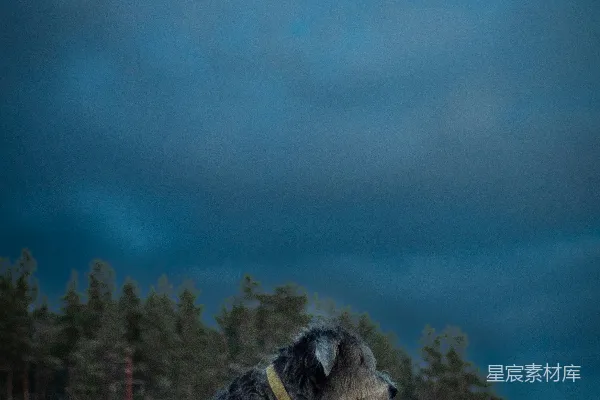 高清摄影 雪地里的守望者