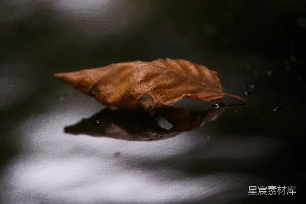 高清摄影 落叶浮水