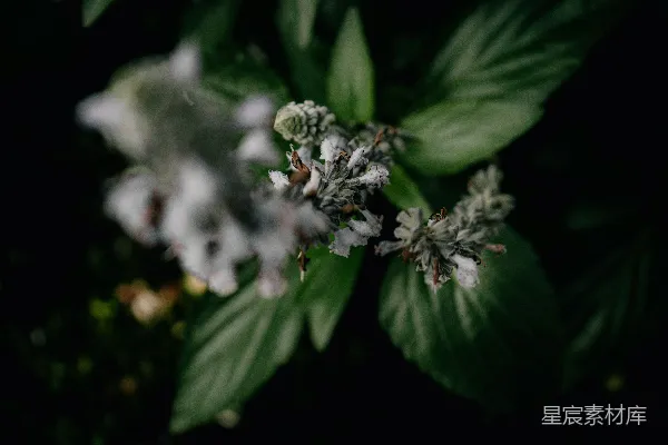 高清摄影 幽静的白花与深绿背景