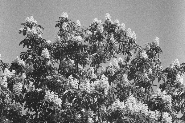 高清摄影 花开盛景