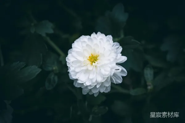高清摄影 白菊盛开