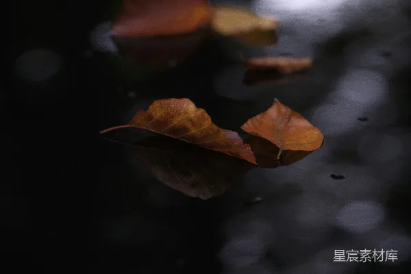 高清摄影 秋日落叶