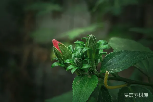高清摄影 含苞待放的绿植