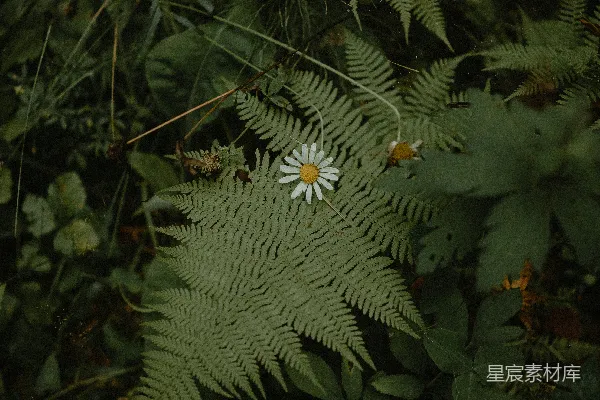 高清摄影 静谧森林中的小雏菊