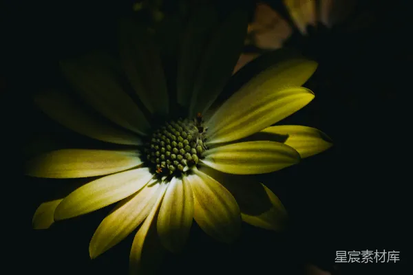 高清摄影 暗夜中的花朵
