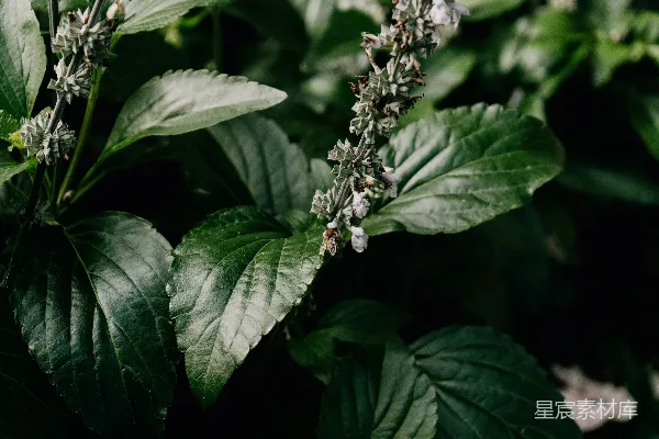 高清摄影 蜜蜂与白花的和谐自然