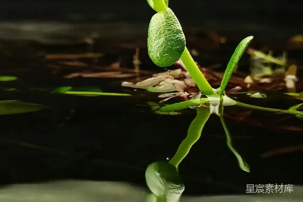 高清摄影 水中的绿色植物