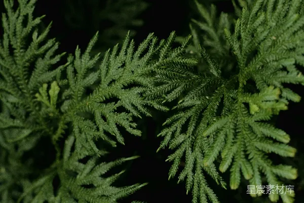 高清摄影 深绿色植物特写