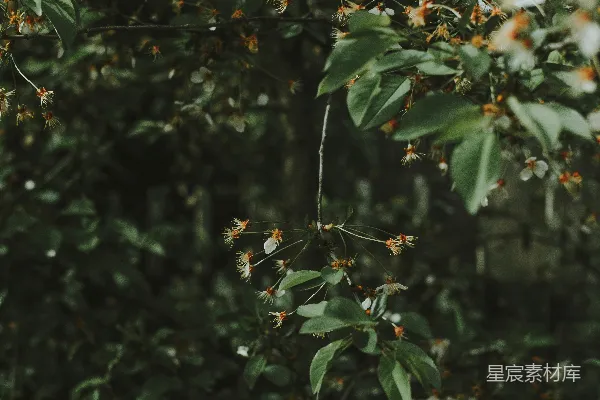 高清摄影 静谧的木桌与花影