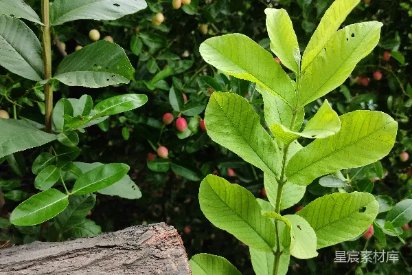 高清摄影 生机盎然的植物与树桩