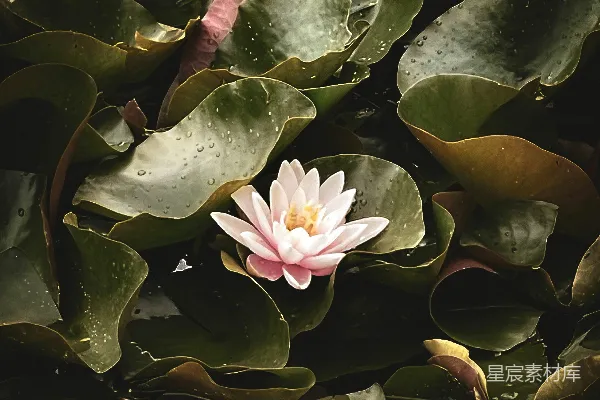 高清摄影 静谧的荷叶与莲花