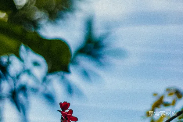 高清摄影 蓝天下的红色花蕾