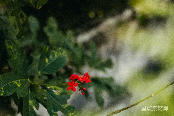 高清摄影 红花绿叶自然风光