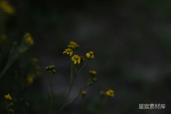 高清摄影 黄昏中的野花