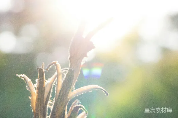 高清摄影 夕阳下的枯花