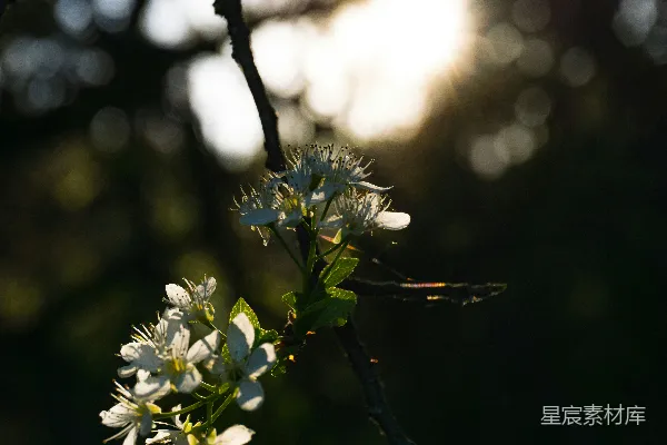 高清摄影 晨光中的花枝