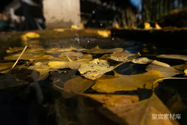 高清摄影 秋夜落叶静谧水景