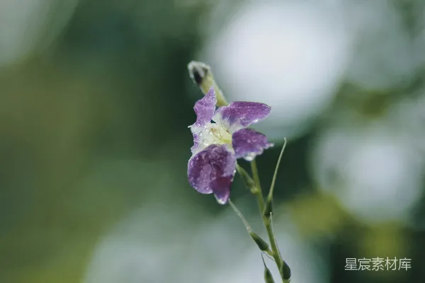 高清摄影 雨后紫色小花