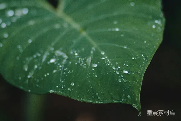 高清摄影 雨后绿叶上的水珠