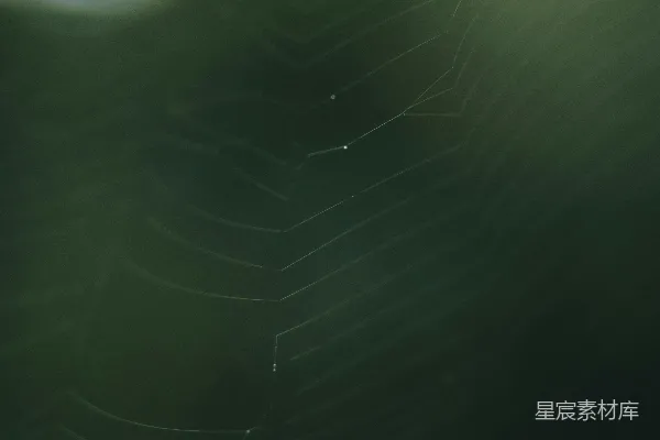 高清摄影 雾中的蜘蛛网