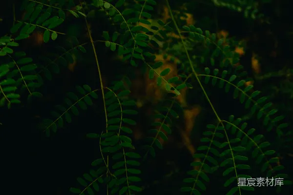 高清摄影 绿叶的静谧时光