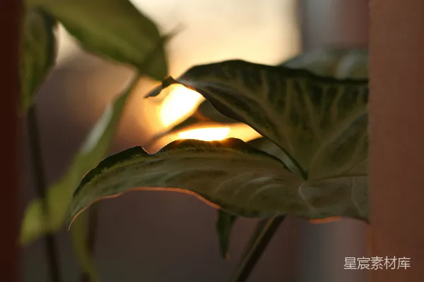 高清摄影 夕阳透过叶片
