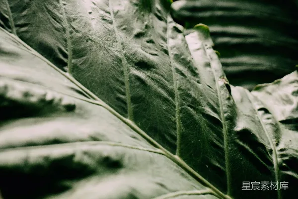 高清摄影 植物叶片特写