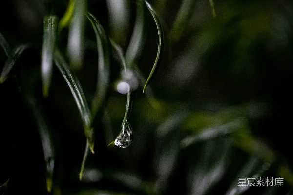高清摄影 雨后松针上的水滴