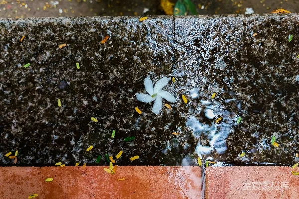 高清摄影 雨后石阶上的花瓣