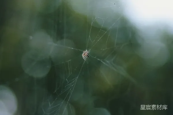 高清摄影 清晨的蛛网