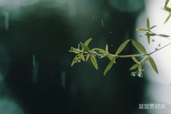 高清摄影 雨中的植物