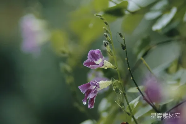 高清摄影 雨后紫花