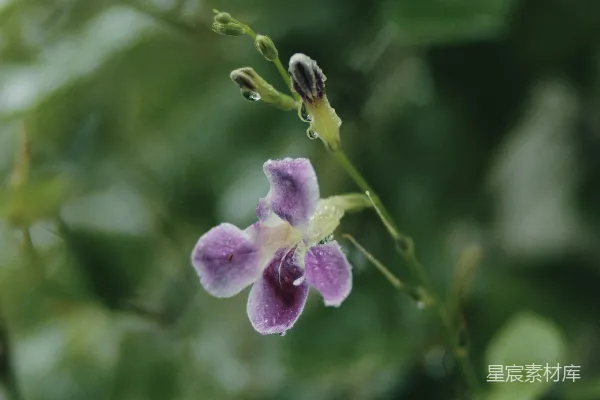 高清摄影 雨后紫色花朵