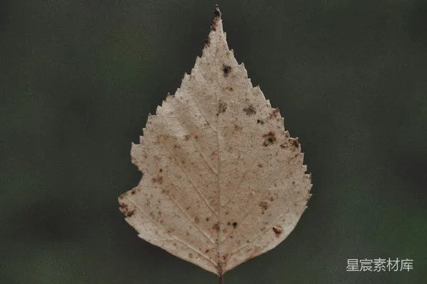 高清摄影 指尖上的秋叶